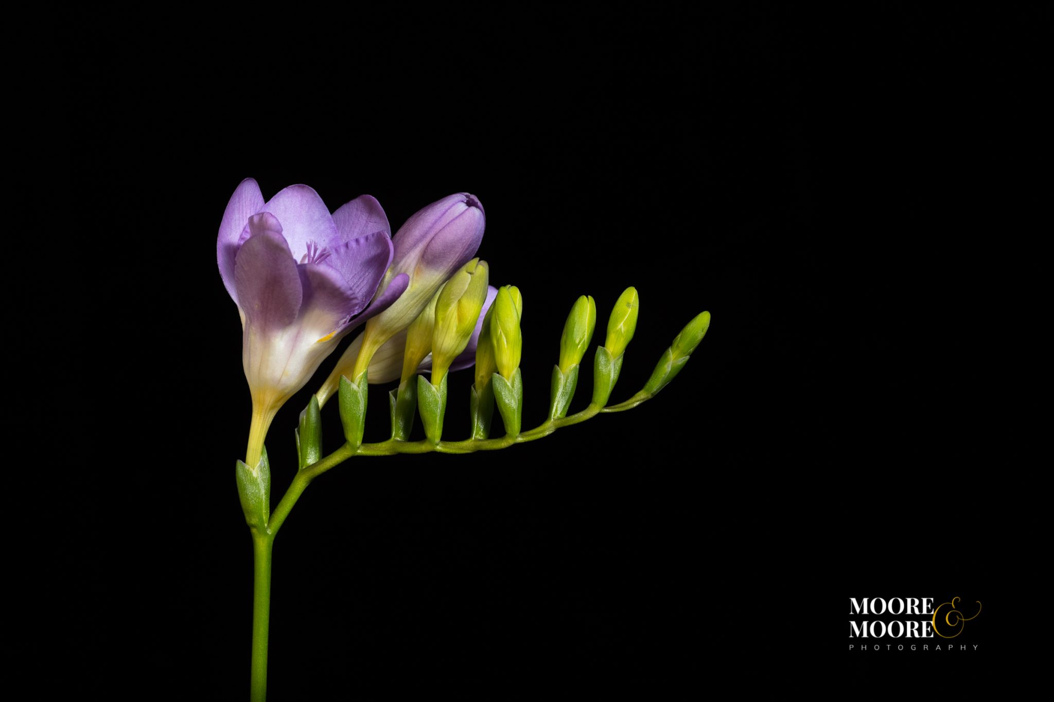 flower-art-panel-by-helen-moore-mooremoore-photography-1