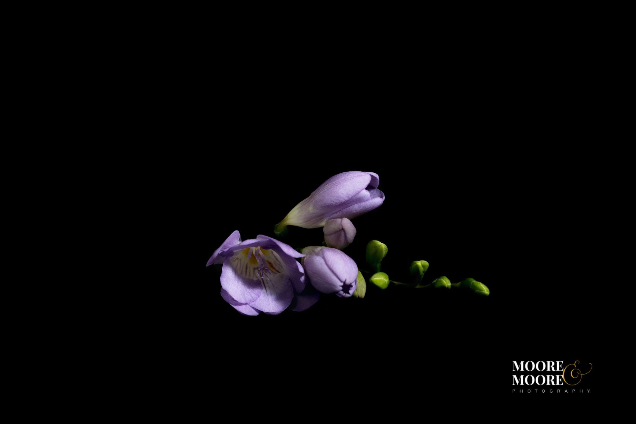 flower-art-panel-by-helen-moore-mooremoore-photography-2