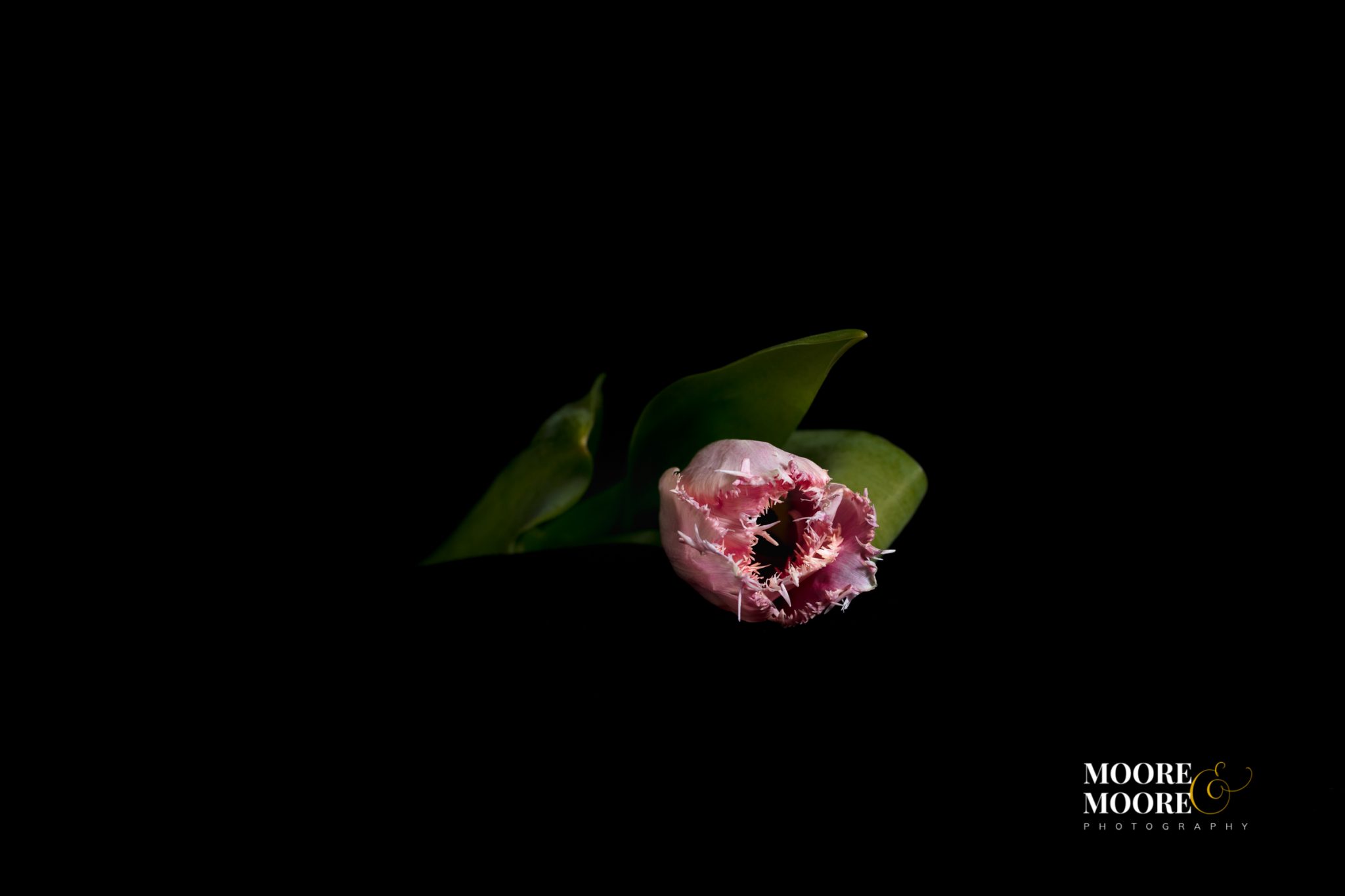 flower-art-panel-by-helen-moore-mooremoore-photography-3