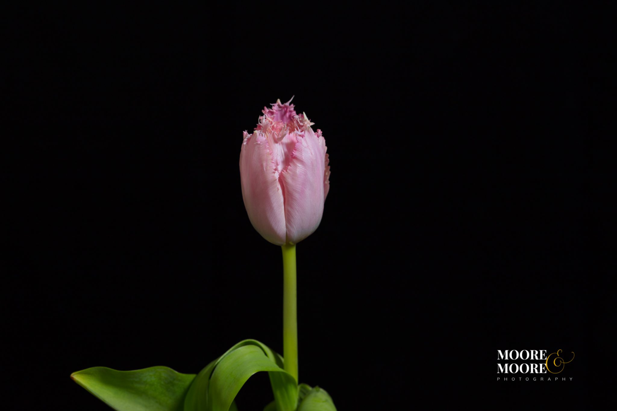 flower-art-panel-by-helen-moore-mooremoore-photography-4