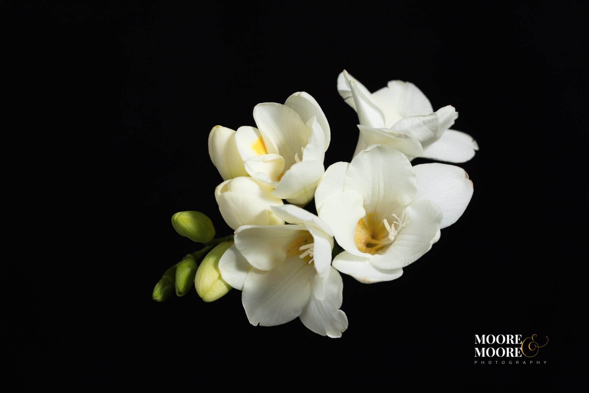 flower-art-panel-by-helen-moore-mooremoore-photography-6