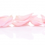 Pink petals confetti