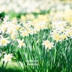 things-to-do-in-the-spring-holidays-visit-local-parks and national trust