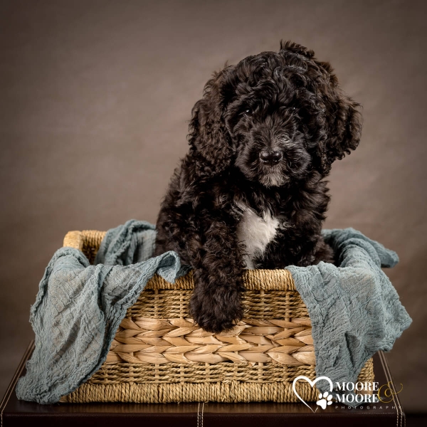 bernedoodle-puppy-pet-photography-at-moore-moore-photography-0870