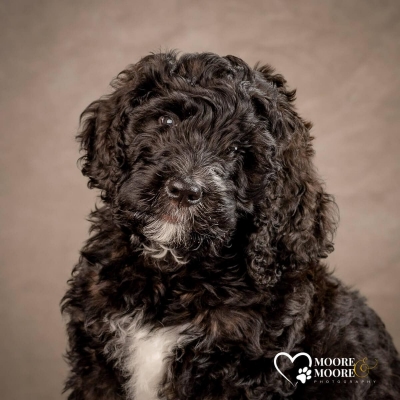 pet-portraits-moore-moore-photography-0912