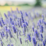 summer brings a natural shift for families to want to be outdoors together reconnecting enjoying lavender fields
