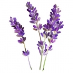 lavender-icon